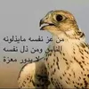 jameljasm1