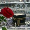 hadiy.elhabib