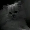 gatinho7yyp