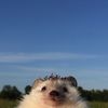 sveezax