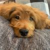 pbpup