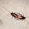 theyroaches