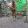 gambir_stable
