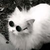 moon_meowna