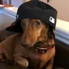 doggy566