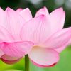 flower.7672