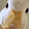 boopbopbeepboop5