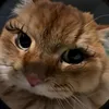 lltqw1
