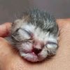 chikymeowmeow