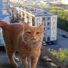 catsinsxxx