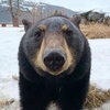 bearlover2244