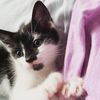jasminthekat