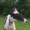 smokey_the_greyhound