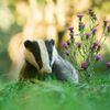 despondentbadger