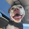 dogwithfreckles