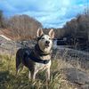 wolviethehusky