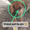 cingkungcingcing