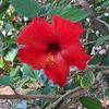 florafaunain1