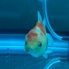 mrpuffthegoldfish