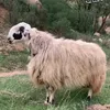 مـحـمـد سـورچــی