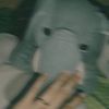 nanaa_gajah31