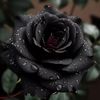 laneishaclw76