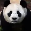 thegreenpanda6