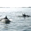 saltsea35