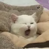 crispytofu0602