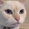meow_45_