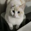 mishkamishkamishkamishka