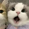 fbngthaonhi