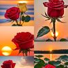 asrafi.tv.hd