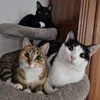 mollymerlinlipa