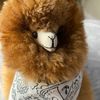 llamathickerthanasnicker