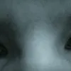 8_sven_4