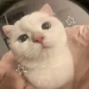 sweetyouuu