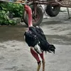 thanhbeo212