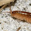chigoeflea