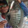 dedy77surya