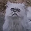 monnski