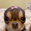 syd_the_sloth120