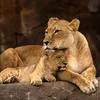 mamiavant