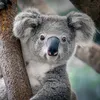 mrkoala3701