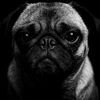 steve_thepug