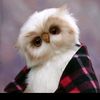 fatmaashrf95