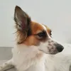 marshallguavirova