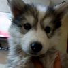 emi_3681