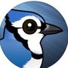 bluejaythebird_