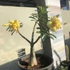 antoniaalves1302